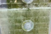 洗碗机水箱故障解决方法大揭秘（如何应对洗碗机水箱故障，轻松解决烦恼）