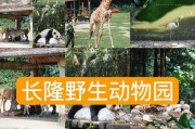 动物园里的相机怎么用手机拍照？如何捕捉精彩瞬间？