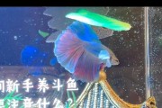 斗鱼直播手机充电器使用方法是什么？使用时应注意什么？