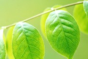 笔记本电脑如何拍摄物品作为背景？拍摄物品背景的技巧是什么？