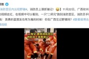 驱赶野猪音箱使用方法是什么？