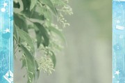商用黄油相机怎么用手机拍照？拍照技巧和功能介绍是什么？