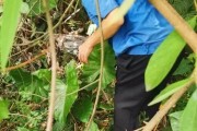 抓到蛇怎么扔掉手机壳？如何安全地处理手机壳？