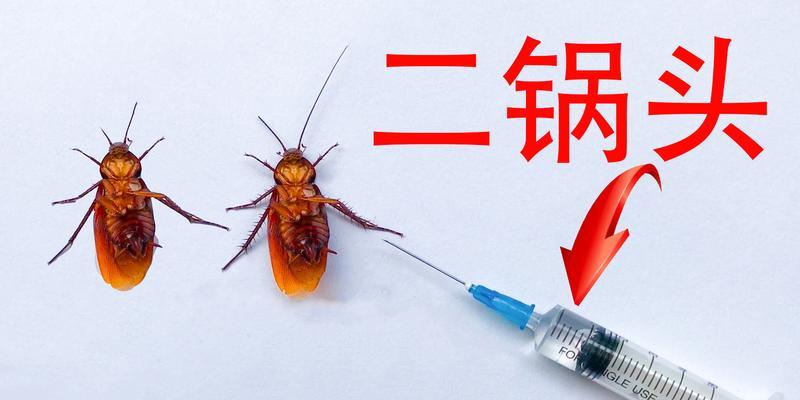 复印机进蟑螂如何处理（探讨复印机遭遇蟑螂的原因和解决方法）