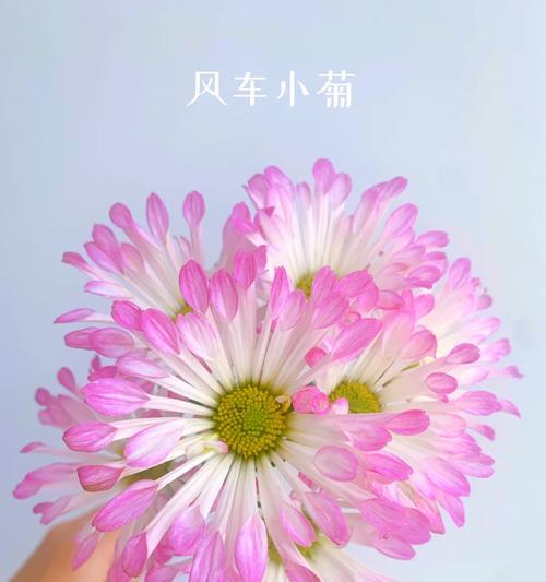 风车菊花采集路线怎么规划？常见问题有哪些？