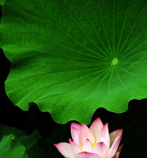 手机拍摄花朵照片好看技巧是什么？