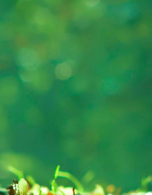 手机拍照出现绿色画面怎么解决？绿色画面是故障吗？