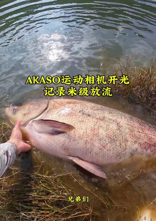 如何使用路亚视频相机通过手机拍照？