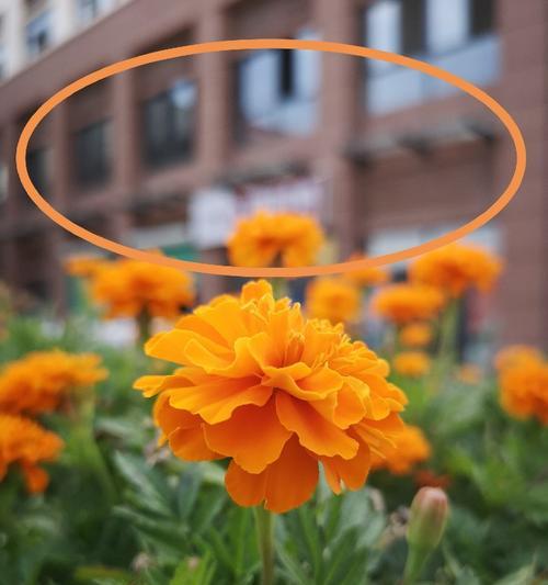 苹果手机如何开启画质虚化模式？虚化效果如何调整？