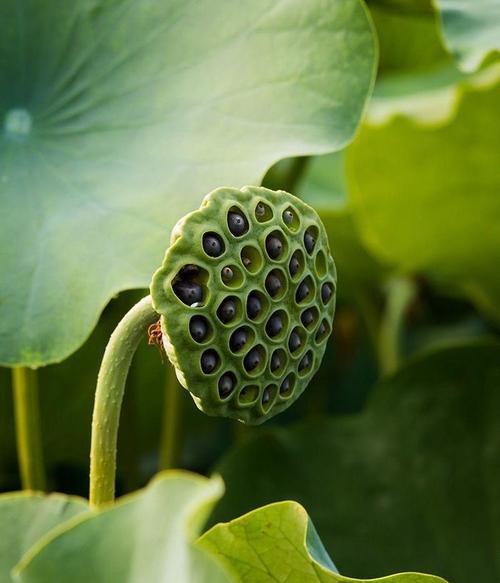 苹果绿色半短帘是什么手机？这款手机有什么特点？