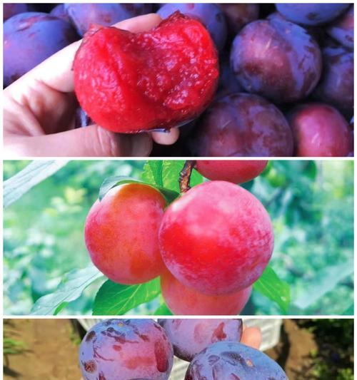 拍果园采摘用什么手机软件？如何选择最佳应用？