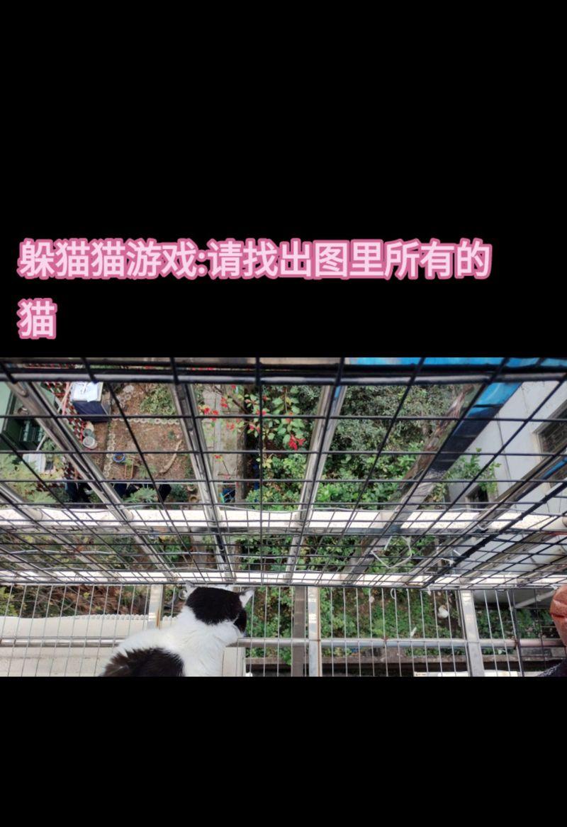 猫咪游戏模拟器如何操作？有哪些隐藏功能？