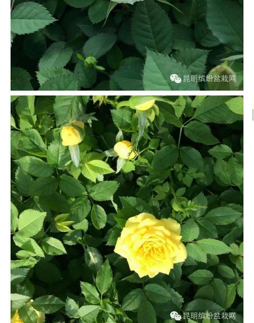 玫瑰苹果手机产地在哪里？如何辨别真伪？