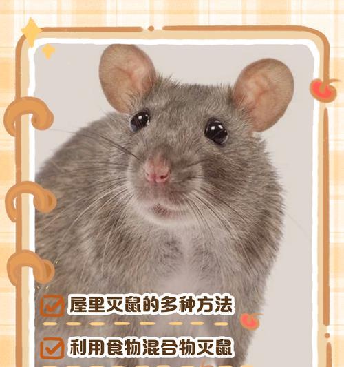 老鼠为何会进入洗衣机？如何预防这种情况？