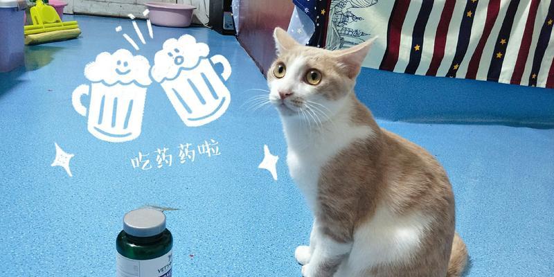 洗衣机旁猫叫是何原因？如何让猫安静？