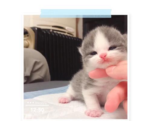 洗衣机旁猫叫是何原因？如何让猫安静？
