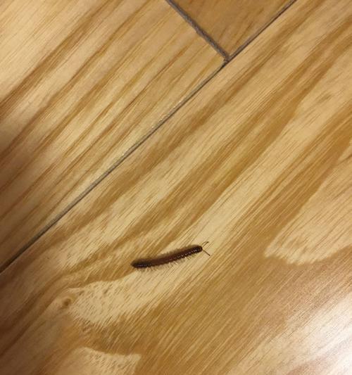 电视机内部为何会出现虫子？