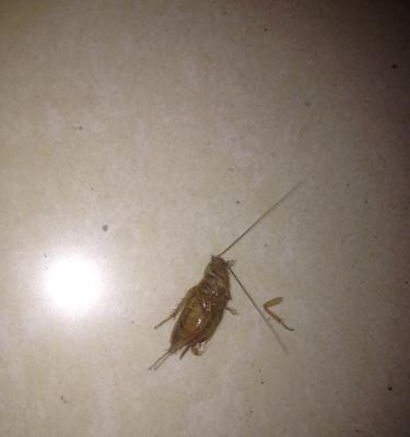 电视机内部为何会出现虫子？