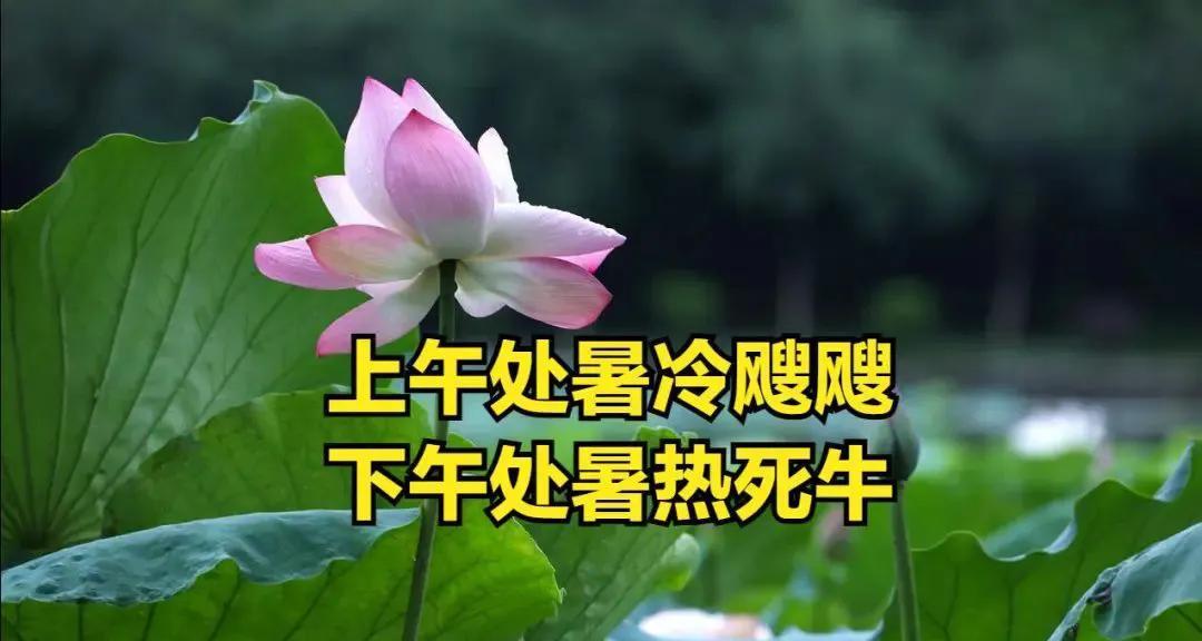 “上午处暑冷飕飕，下午处暑热死牛”?，今年处暑在上午还是下午