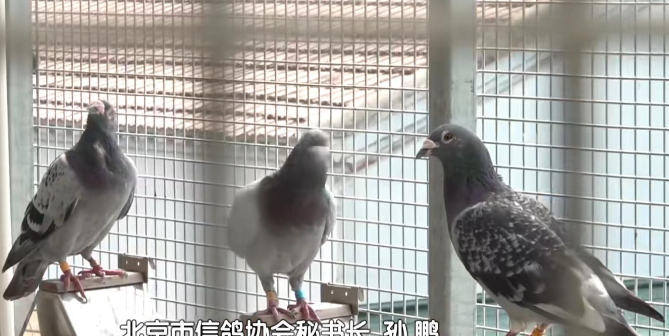 93阅兵后的“小意外”！8万和平鸽有的5分钟到家，有的迷路被偶遇