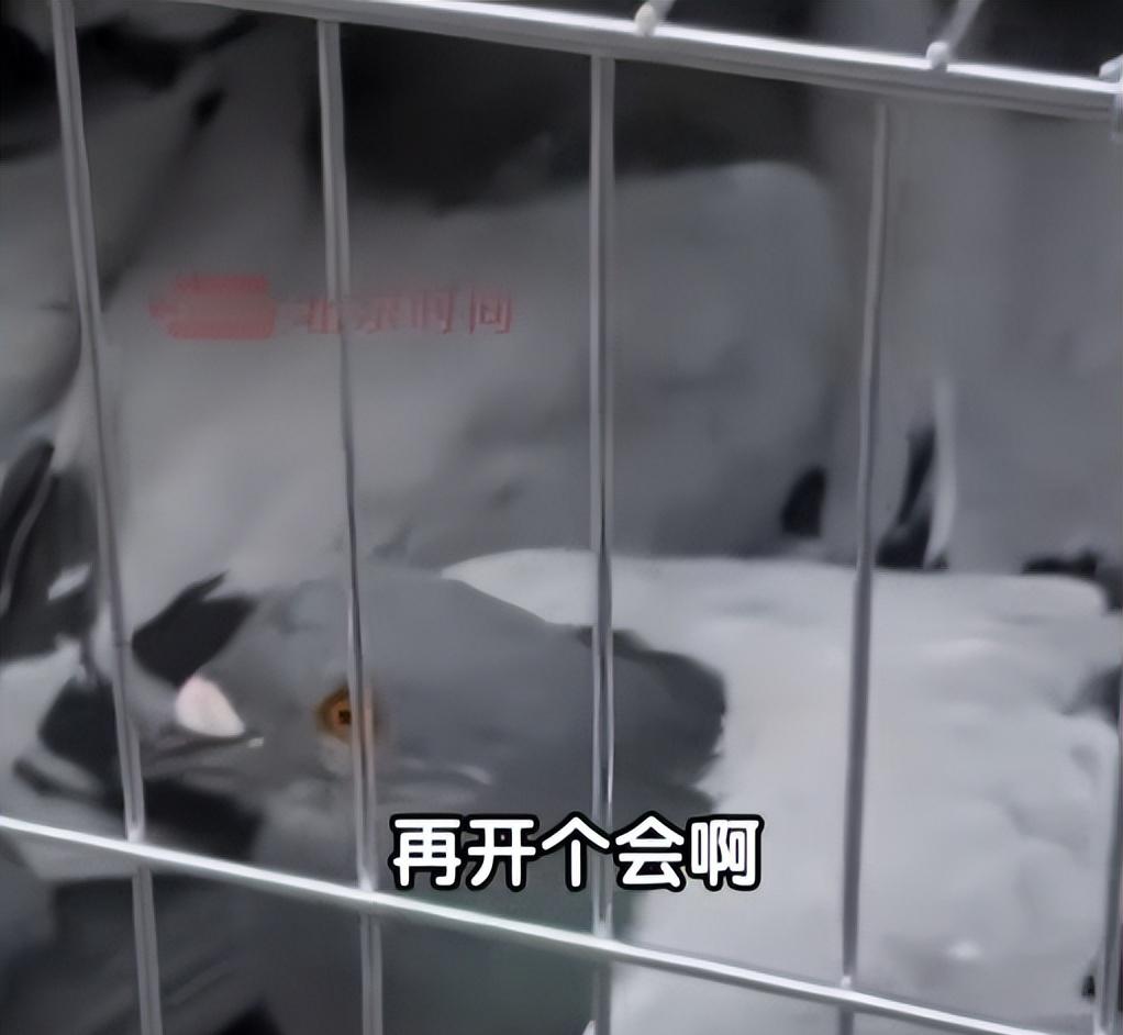 93阅兵后的“小意外”！8万和平鸽有的5分钟到家，有的迷路被偶遇