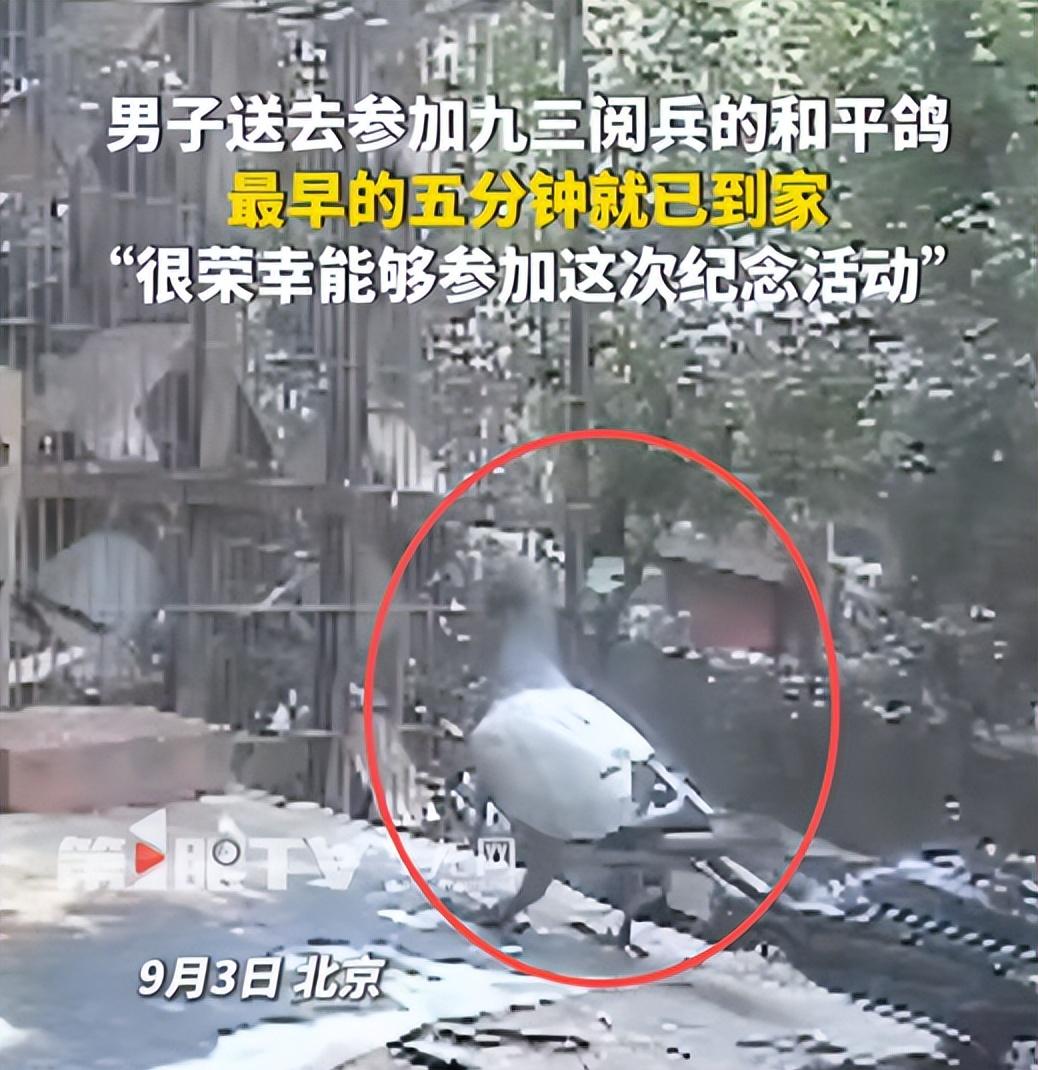 93阅兵后的“小意外”！8万和平鸽有的5分钟到家，有的迷路被偶遇