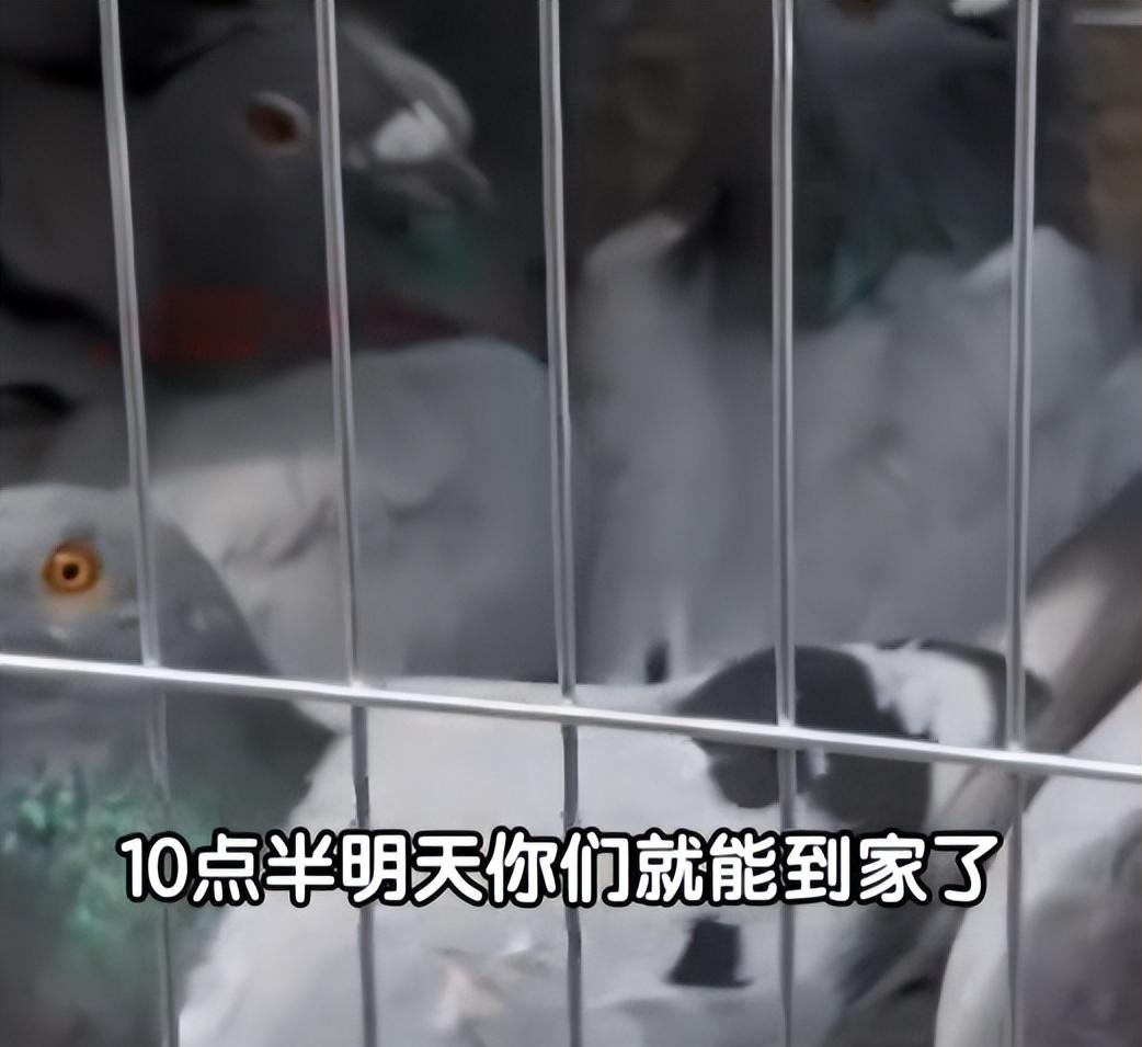 93阅兵后的“小意外”！8万和平鸽有的5分钟到家，有的迷路被偶遇