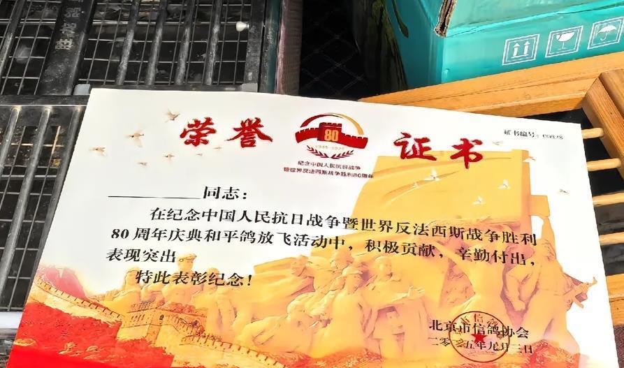 93阅兵后的“小意外”！8万和平鸽有的5分钟到家，有的迷路被偶遇