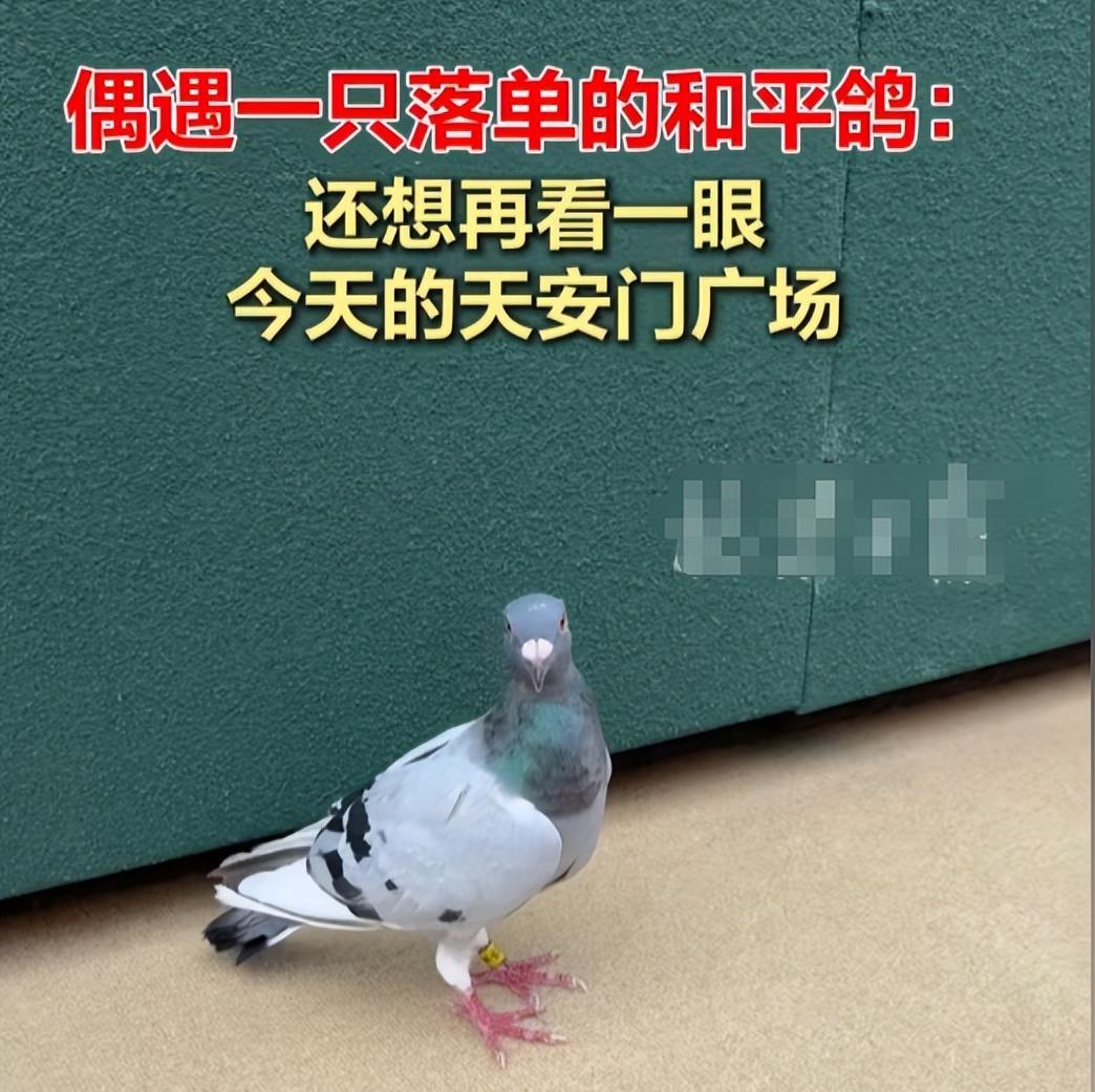 93阅兵后的“小意外”！8万和平鸽有的5分钟到家，有的迷路被偶遇