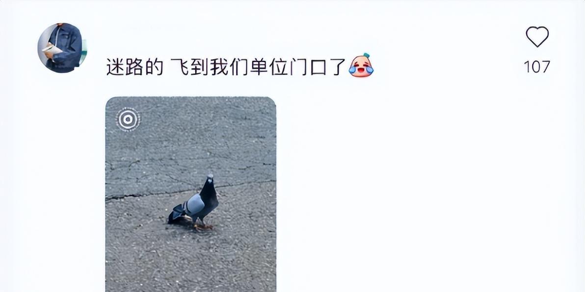 93阅兵后的“小意外”！8万和平鸽有的5分钟到家，有的迷路被偶遇