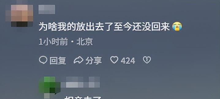 93阅兵后的“小意外”！8万和平鸽有的5分钟到家，有的迷路被偶遇